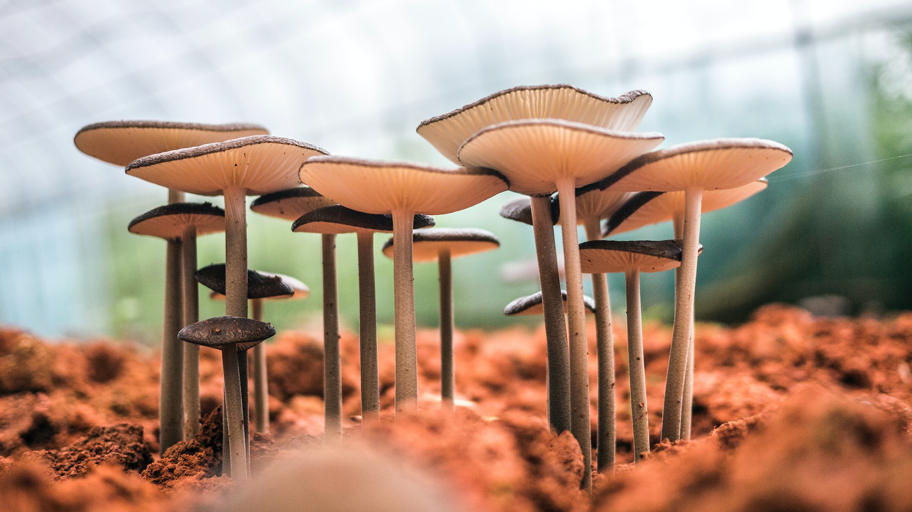 Is it safe to take mushroom supplements everyday?